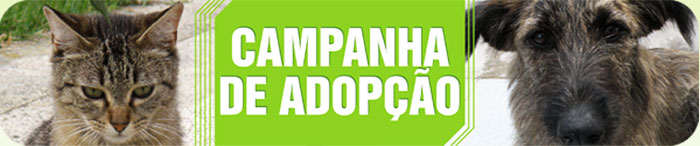 camp-adopcao-cabecalho
