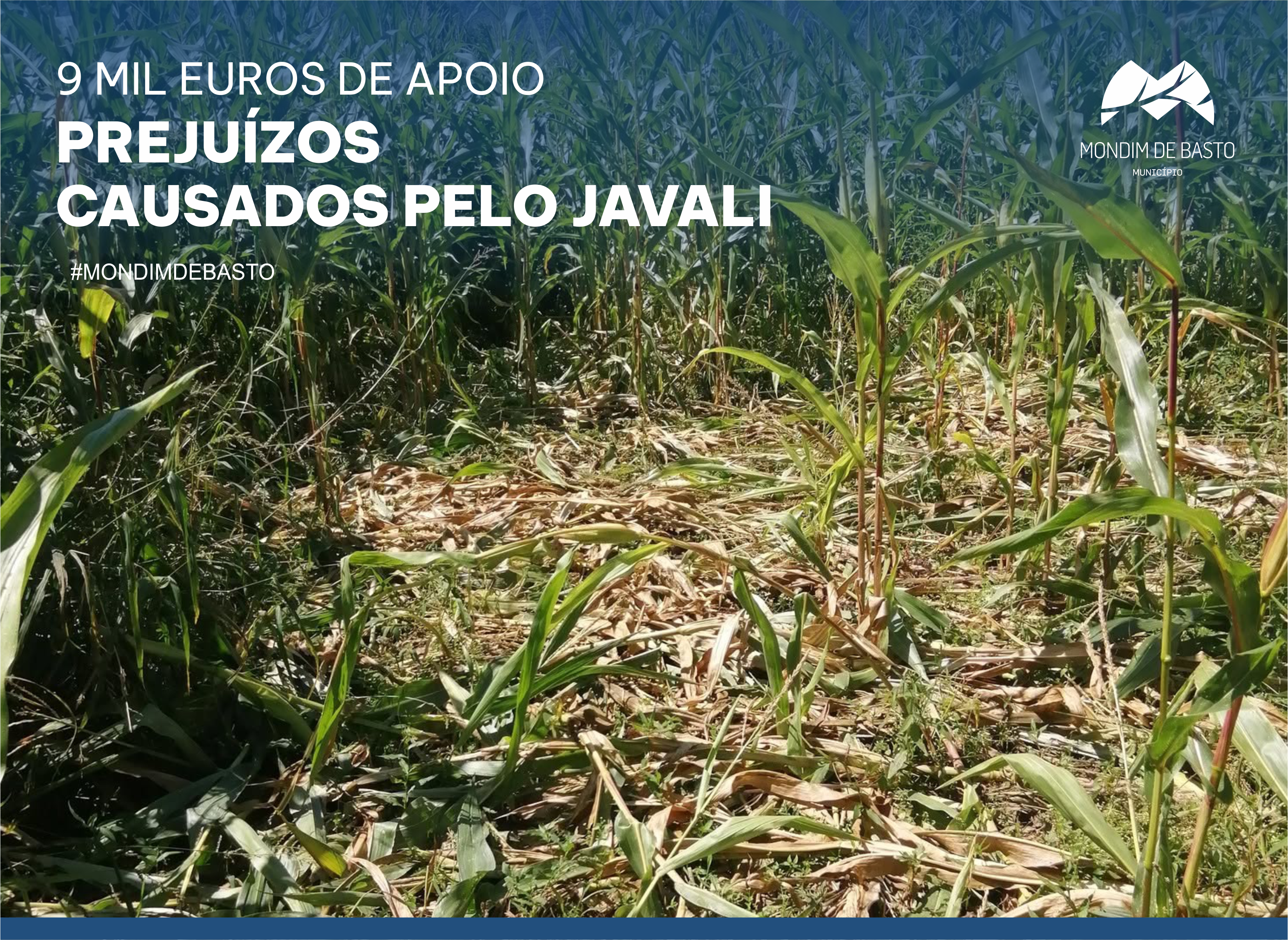 Imagem de cultura de milho destruída pelo javali