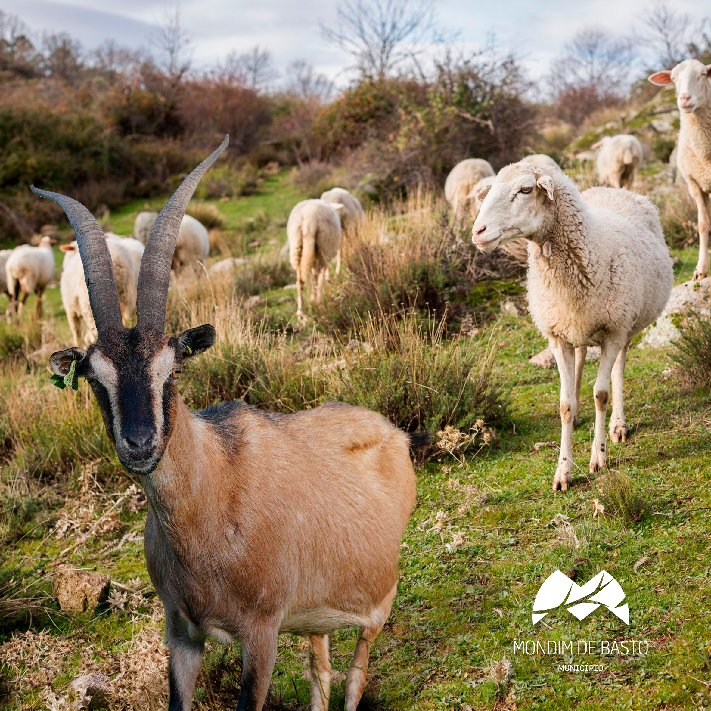 Imagem de Ovinos e Caprinos